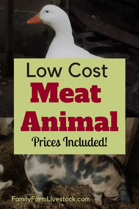 What Is The Cheapest Farm Animal